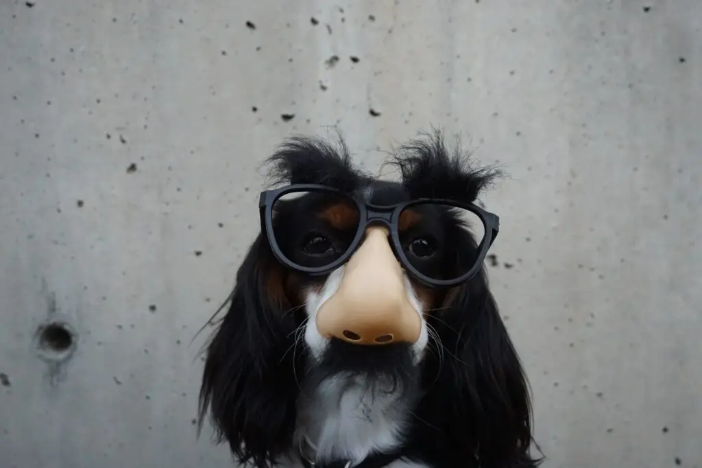 Cocker Spaniel met een bril en neus op zijn snuit als beeld bij de uitspraak: verder kijken dan je neus lang is als het aankomt op onderwerpen om over te bloggen