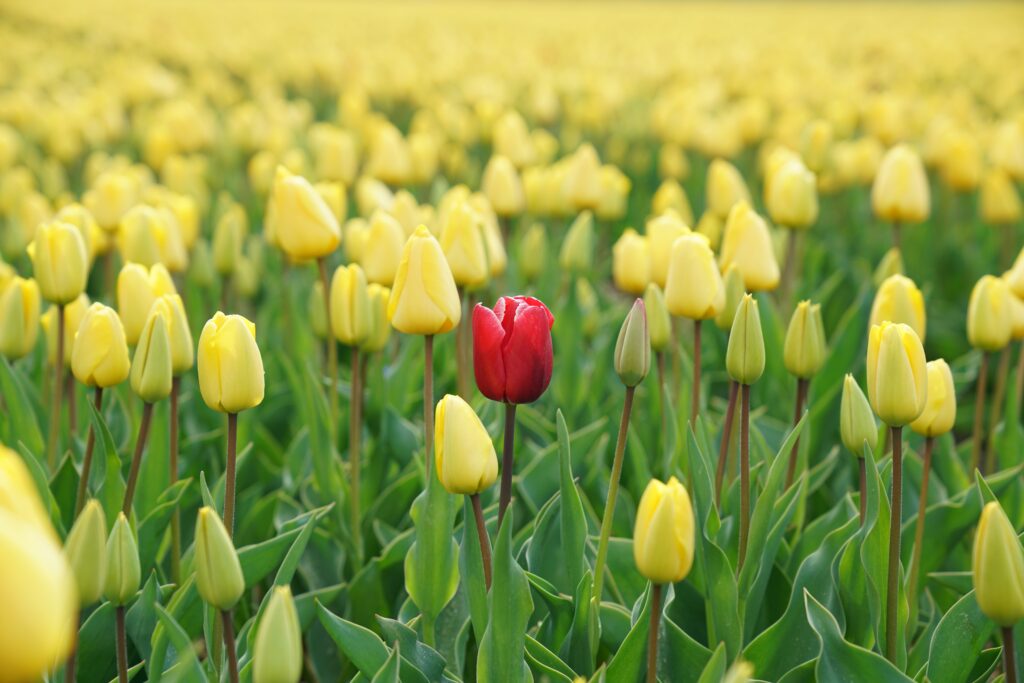 Veld met gele tulpen en één rode tulp